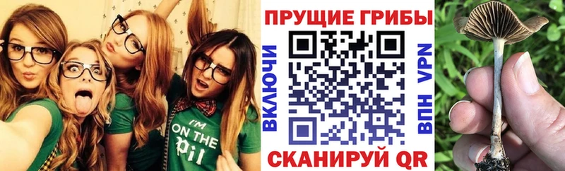 Псилоцибиновые грибы прущие грибы  дарнет шоп  Баксан 